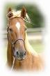 le cheval